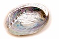 Paua shell