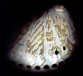 Paua Shell - Abalone