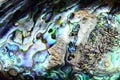 Paua shell background