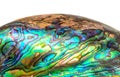 Paua Shell