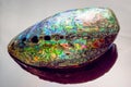 Paua shell