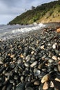 Paua shell on the rocky New Zealand coastline Royalty Free Stock Photo