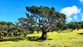 Paul da Serra, Fanal, Ilha da Madeira, Portugal,