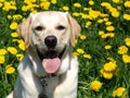 paul in dandelions