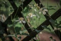 `Paul Farges` white clematis; white tiny flowers of the climber Royalty Free Stock Photo