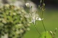 `Paul Farges` white clematis; white tiny flowers of the climber Royalty Free Stock Photo