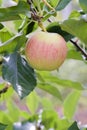 A paula red apple in a tree Royalty Free Stock Photo