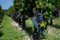 Cabernet Sauvignon grapes of Pauillac Royalty Free Stock Photo