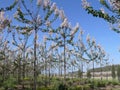 Paulownia blossom