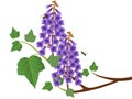 Paulownia branch with flowers and bees on a white background.