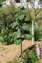 Paulownia fast growing deciduous tree with large dark green heart shaped leaves growing in local home garden Royalty Free Stock Photo