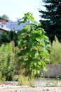 Paulownia fast growing tall deciduous tree with large heart shaped leaves growing at abandoned construction site