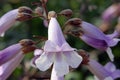 Paulownia Flowers (lat. Paulownia), or Adam's tree