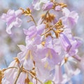 Paulownia Fortunei Flowers