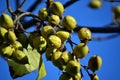 Paulownia green fruits on blue sky