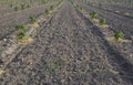 Paulownia Plant Field