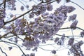 Paulownia tomentosa blossom