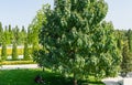 Paulownia tomentosa or Empress tree princess or foxglove tree in city Park Krasnodar. People rest in shadow tree