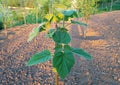 Paulownia tomentosa grows beautiful in the garden