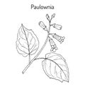 Paulownia tomentosa, or princesstree, foxglove-tree, kiri, ornamental plant