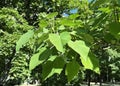 Paulownia tomentosa tree growing in the park Royalty Free Stock Photo