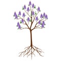 Paulownia tree with flowers on a white background. Royalty Free Stock Photo