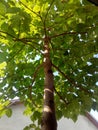 Paulownia tree