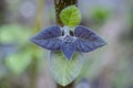 Paulownia tree new leaves closeup Royalty Free Stock Photo