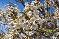 Paulownia tree