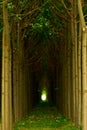 Paulownia trees plantation in Bulgaria