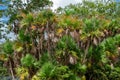 Paurotis palm trees Acoelorrhaphe Wrightii a.k.a. Everglades palms - Long Key Natural Area, Davie, Florida, USA