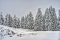 Hiker on Snowy Field with Snow Covered Evergreens
