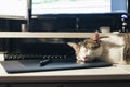 Pause at work: cat sleeping on keyboard