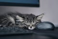 Pause at work concept. gray kitten lay on the computer mouse and pretends to be sleeping, stop the owner from working Royalty Free Stock Photo