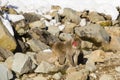 Japanese Macaque on the Rocks Royalty Free Stock Photo