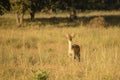 Female Barasingha or Swamp Deer