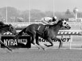 Pauseforthecause winning at Aqueduct Racetrack