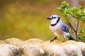 Bluejay at birdbath in backyard garden