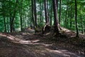 Paved dirt road in deciduous forest in summer Royalty Free Stock Photo