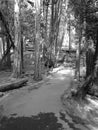 Paved forest trail in Yosemite National Park, Black and White Royalty Free Stock Photo