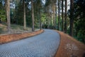 Paved path in a park with trees in the larerals Royalty Free Stock Photo