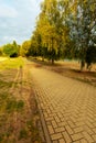 Path by Sandy Beach with Trees, in Portrait Royalty Free Stock Photo