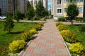 Paved path with spirea shrubs of the Japanese variety Goldflame planted along the edges in the courtyard of the polychrome..storey Royalty Free Stock Photo