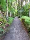 Paved path in tropical garden with lush vegetation of the French West Indies. Path in lush Caribbean nature