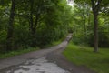 Paved path in a wooded park Royalty Free Stock Photo