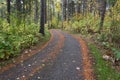 Paved pathway through a forrest Royalty Free Stock Photo