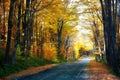 Paved Road in Autumn Lined with Colorful Maple Trees.