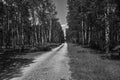 paved road in a birch forest in summer Royalty Free Stock Photo