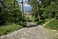 Paved road in a forest on sunny day Royalty Free Stock Photo