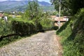 Paved road in a forest on sunny day Royalty Free Stock Photo